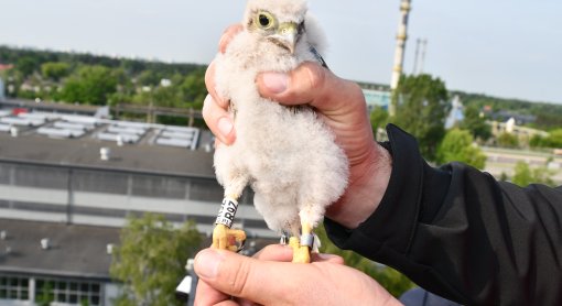 Obrączkowanie pustułek
