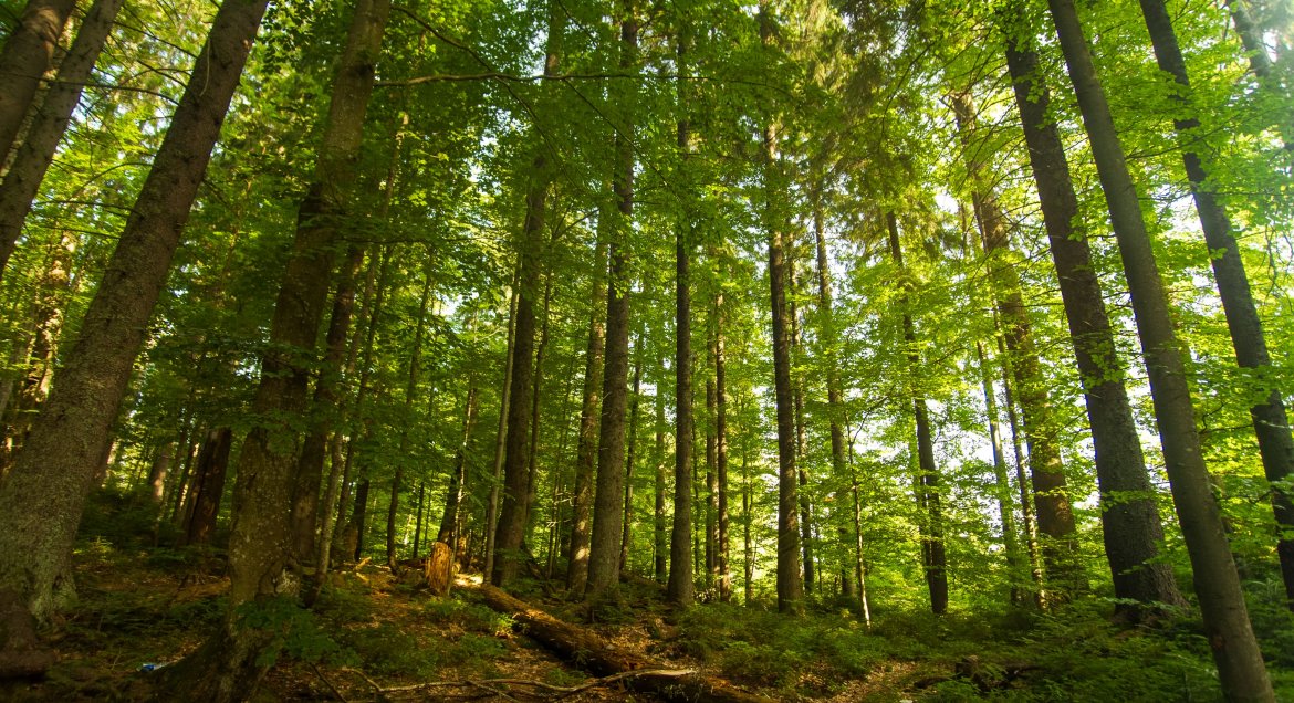 Rusza pomoc na inwestycje w lasach prywatnych