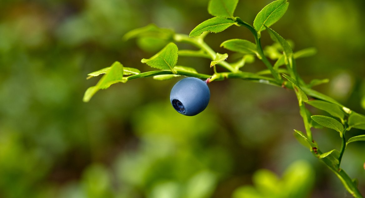 Dojrzałe jagody na krzaku
