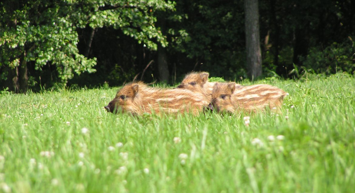 Młode warchlaki w lesie