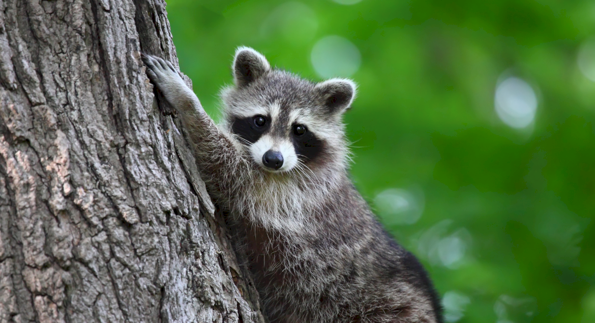 Zdjęcie przedstawia szopa pracza na drzewie w tle zieleń