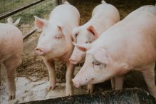 Do ARiMR po rekompensatę za zakaz produkcji świń