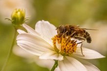 Bezpłatne szkolenia on-line z zakresu pszczelarstwa