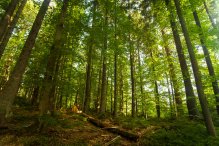 Rusza pomoc na inwestycje w lasach prywatnych