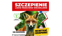 plakat przedstawia lisa a nad nim biały napis na czerwonym tle „Szczepienie lisów przeciwko wściekliźnie".