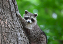 Zdjęcie przedstawia szopa pracza na drzewie w tle zieleń