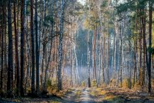 Zdjecie lasu - I miejsce –  Zdzisław Żarna