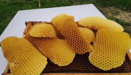 Powiększ obraz:Kurs dla początkujących pszczelarzy - Zdjęcie nr6