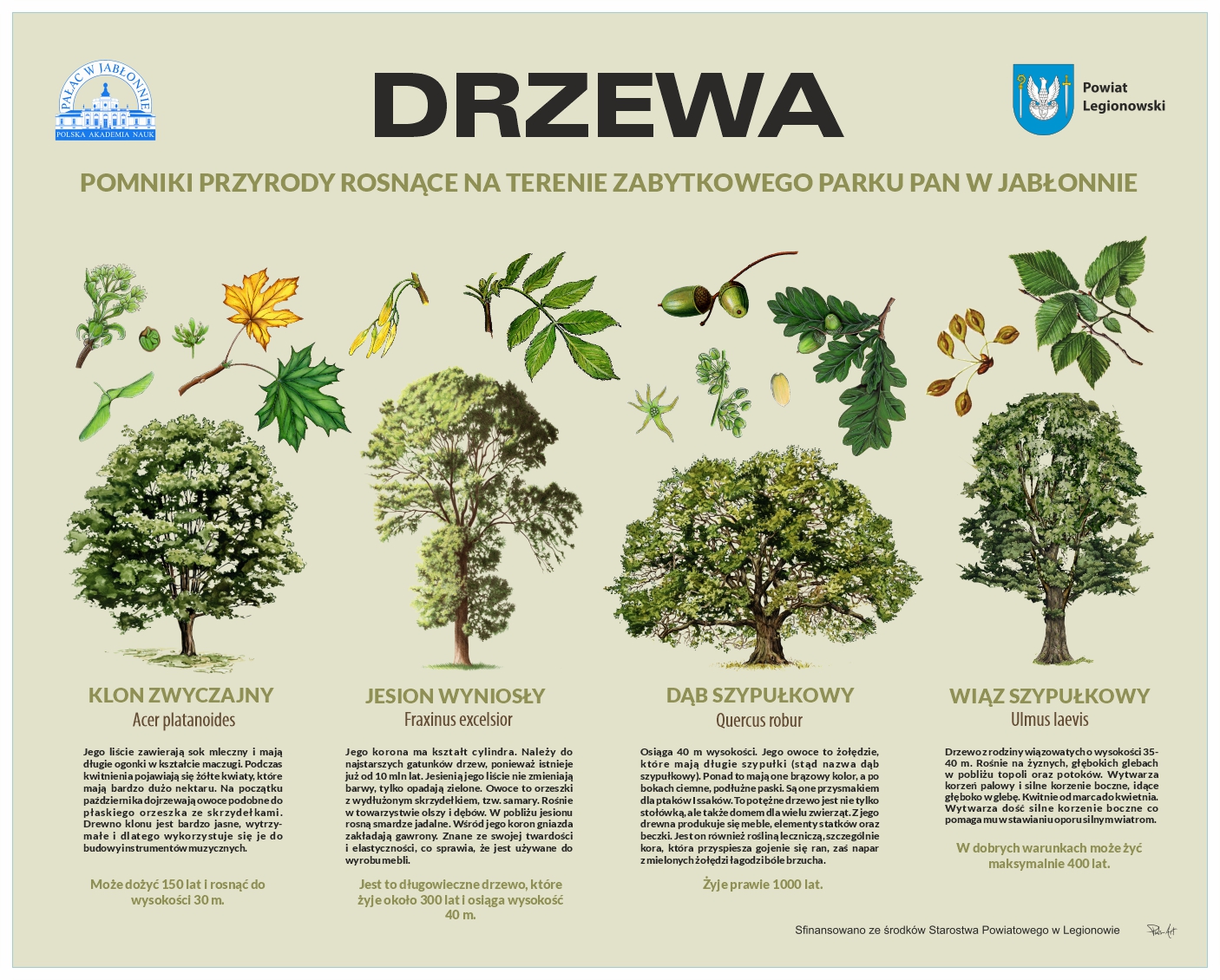 Tablica opisująca pomniki przyrody w parku PAN w Jabłonnie