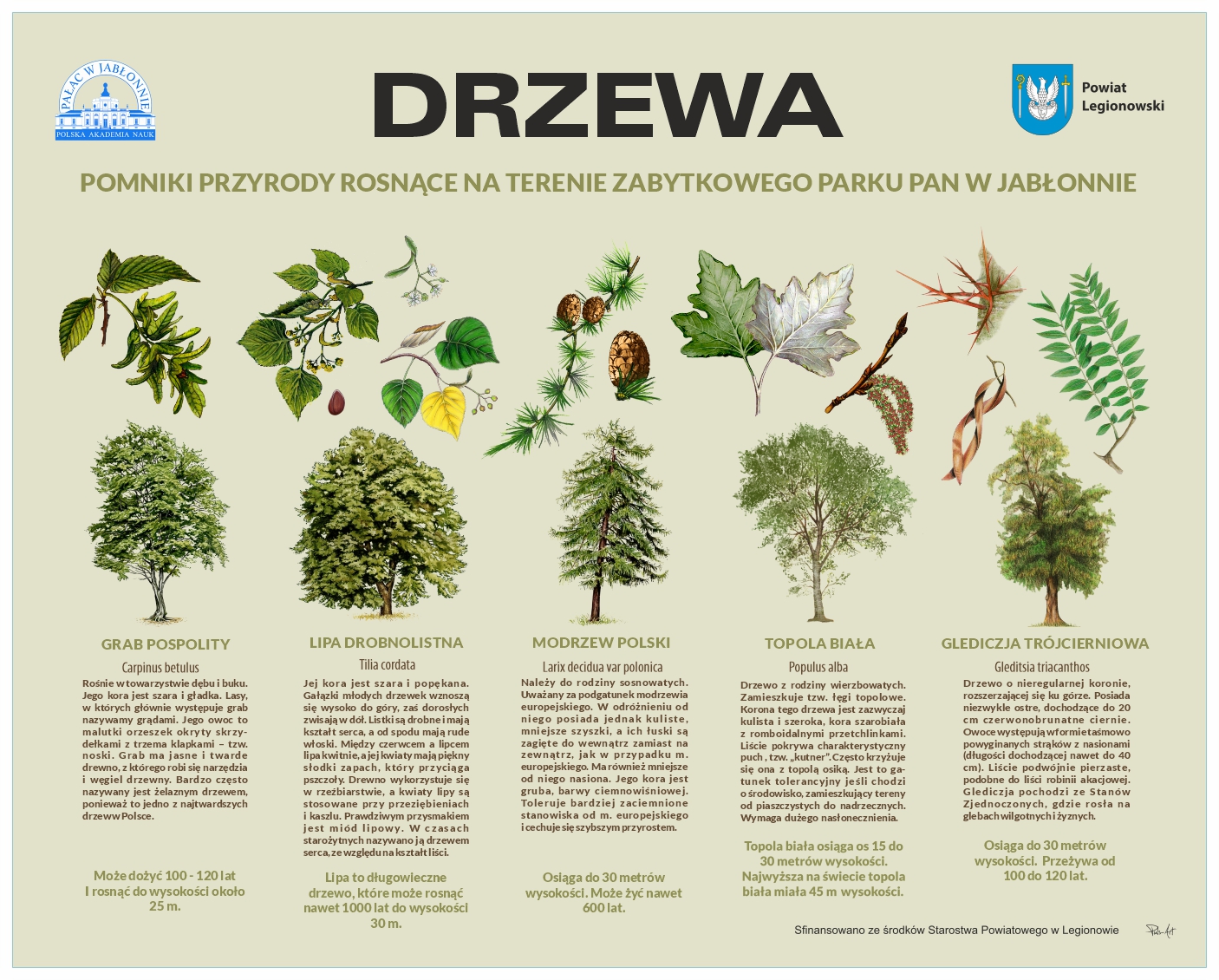Tablica opisująca pomniki przyrody w parku PAN w Jabłonnie