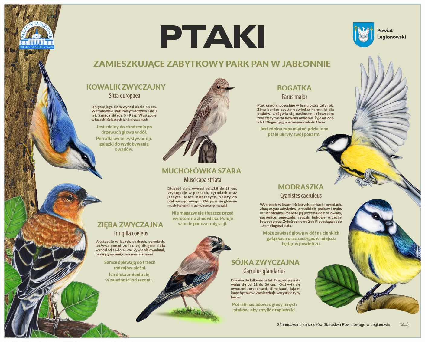 Ptaki zamieszkujące park PAN w Jabłonnie