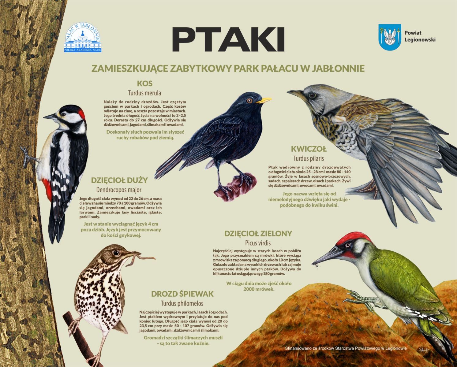 Ptaki zamieszkujące park PAN w Jabłonnie