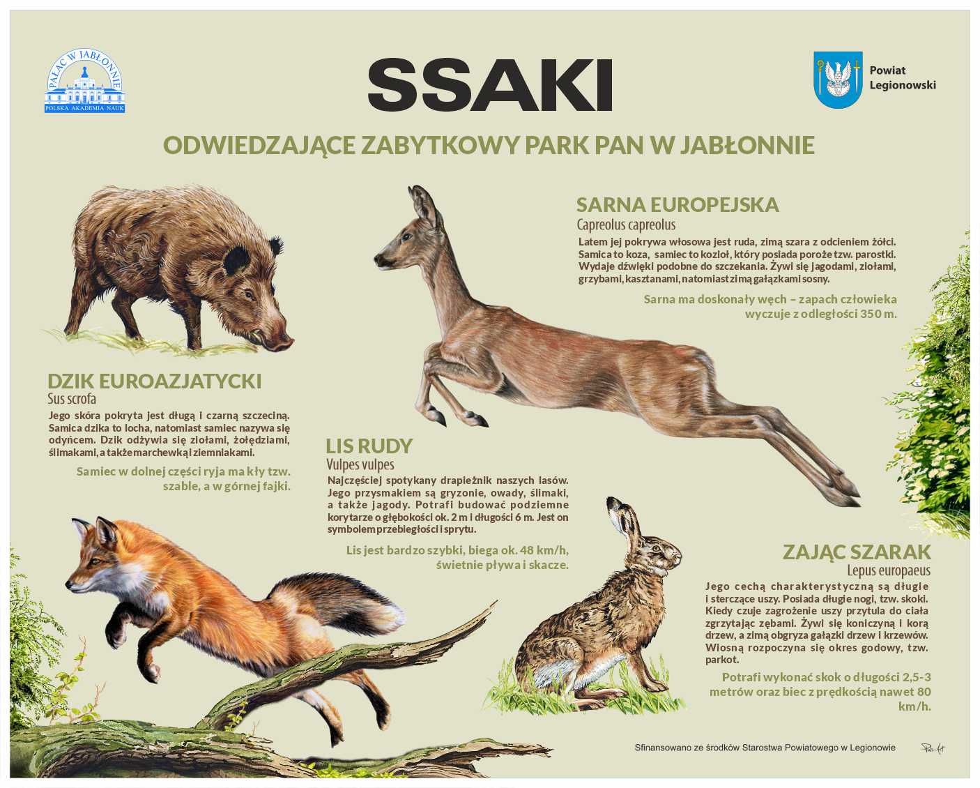 Plansza przedstawiająca ssaki odwiedzające park PAN w Jabłonnie