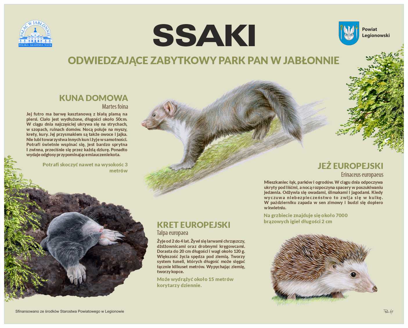 Plansza przedstawiająca ssaki odwiedzające park PAN w Jabłonnie